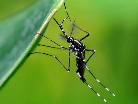 遠離登革熱，我們在行動！——?？谑猩礁哂變簣@開展預(yù)防登革熱愛國衛(wèi)生運動行動-圖片7