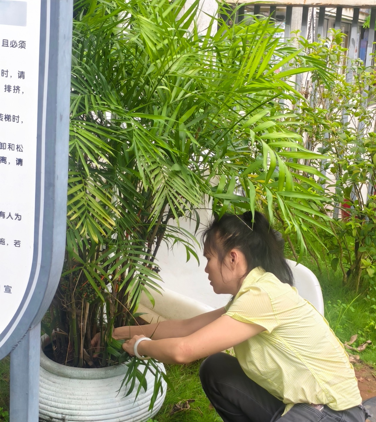 遠離登革熱，我們在行動！——?？谑猩礁哂變簣@開展預(yù)防登革熱愛國衛(wèi)生運動行動-圖片28